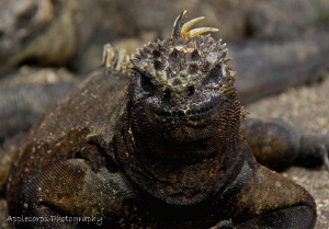 "Marine Iguanas in Galapagos Islands" spit salt out of th... by Richard Apple 